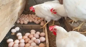 تراجع 10 جنيهات.. سعر الفراخ البيضاء اليوم يسجل رقمًا جديدًا في بورصة الدواجن 1